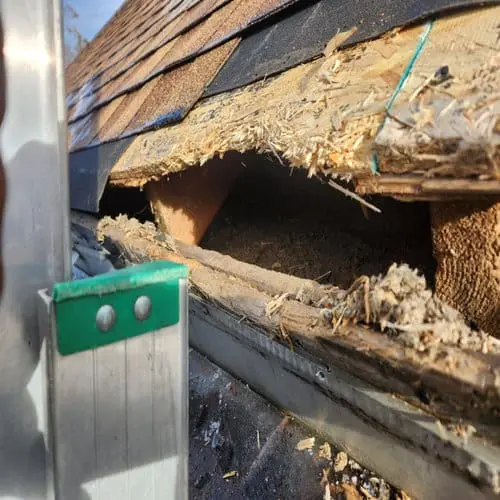 Close-up of a roof edge in Toronto showing a large raccoon entry hole with torn shingles and exposed fascia/decking&mdash;humane wildlife removal, exclusion, and roof repair by Right Choice Roofing and Repair; roof replacement and slate roofing available.