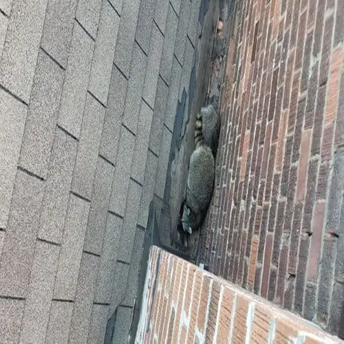 Raccoons beside a brick chimney have torn shingles and underlayment, exposing wood on a Toronto roof&mdash;humane wildlife removal, exclusion, and roof repair by Right Choice Roofing and Repair; roof replacement and slate roofing available.