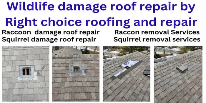 Toronto Wildlife roof repair