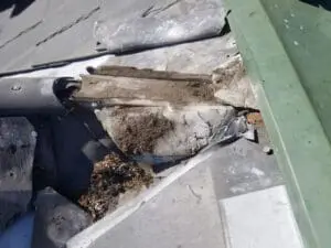 Progress photo showing close-up of demolished wildlife damaged lead ridge cap with debris and nesting material on slate roof in Harbord Village Toronto by Right Choice Roofing and Repair
