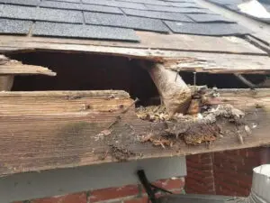 Emergency roof carpentry repair for squirrel damage Summerhill Toronto &mdash; Right Choice Roofing and Repair