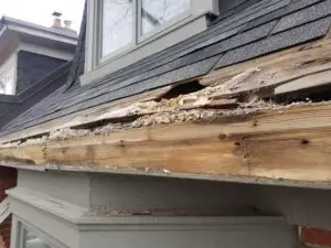 Shingles removed to expose Fascia and Soffit damage from squirrels Summerhill Toronto &mdash; Right Choice Roofing and Repair