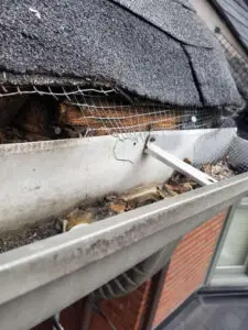 Squirrel entry hole in Eavestrough and mesh screening Summerhill Toronto &mdash; Right Choice Roofing and Repair