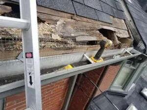 Severe squirrel damage to roof Decking and Soffit before repair Summerhill Toronto &mdash; Right Choice Roofing and Repair